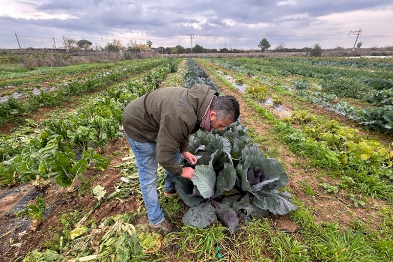 Una finca de la provincia de Sevilla dedicada a la agricultura ecológica. EFE/Fermín Cabanillas